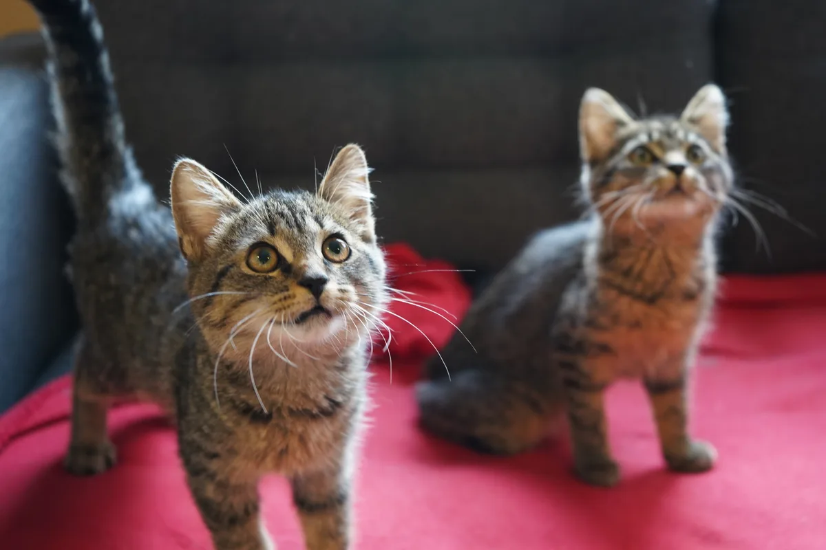 Bilder von den Katzen, die sich im Tierheim Strubeli in Hegnau (Volketswil) aufhalten.